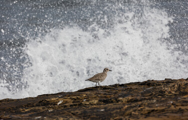 A winter morning on the cliffs photographing birds: curlews, waders, cormorants...