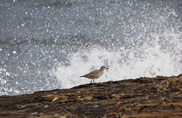 A winter morning on the cliffs photographing birds: curlews, waders, cormorants...