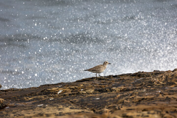 A winter morning on the cliffs photographing birds: curlews, waders, cormorants...