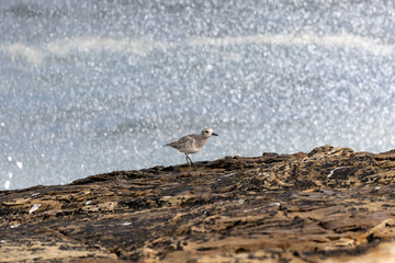 A winter morning on the cliffs photographing birds: curlews, waders, cormorants...