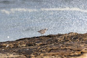 A winter morning on the cliffs photographing birds: curlews, waders, cormorants...