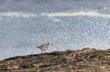A winter morning on the cliffs photographing birds: curlews, waders, cormorants...