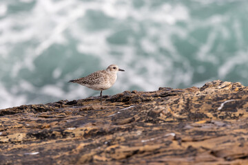 A winter morning on the cliffs photographing birds: curlews, waders, cormorants...