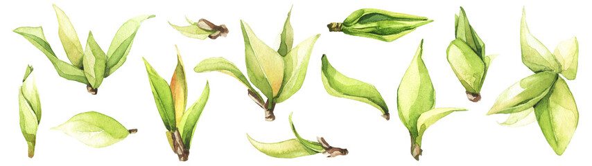 Watercolor floral set of green leaves, greenery, branches, twigs etc. Cut out hand drawn PNG illustration on transparent background. Watercolour clipart drawing..