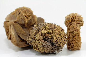 the desert lives in shape and color, to see a real rose of jericho and a sand rose