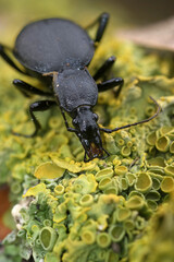 Closeup on rare black snail-eating beetle, Cychrus caraboides, with it's adapted long neck
