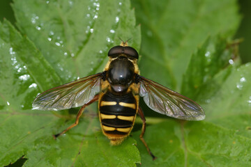 Close up the Yellow barred peat hover fly, Sericomyia silentis, Syrphidae, with spread wings on a green leaf