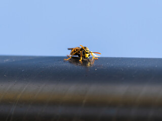 European wasp from the front closeup shot