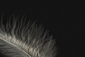White fluffy feather on a black background, close-up. Plumage Detail