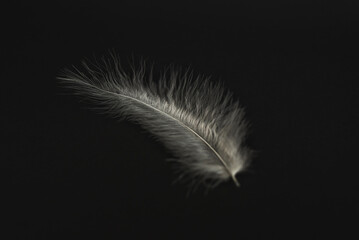 White fluffy feather on a black background, close-up. Plumage Detail