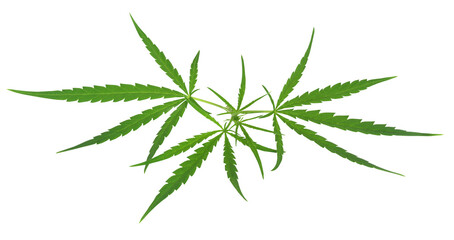 Cannabis leaves