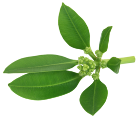 Flowers of Alstonia scholaris