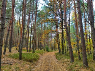Autumn forest scenery with road