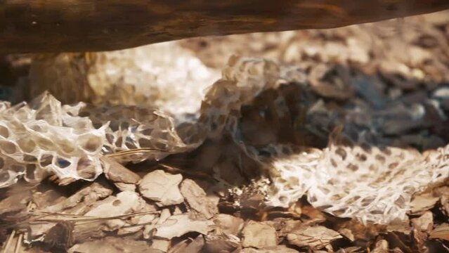 The snake skin lies in the terrarium after molting. The snake shed its skin.
