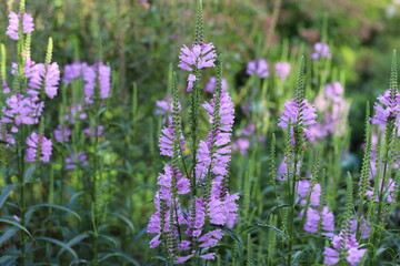 Physostegia virginiana. Violet flowers of false dragonhead, obedient plant.