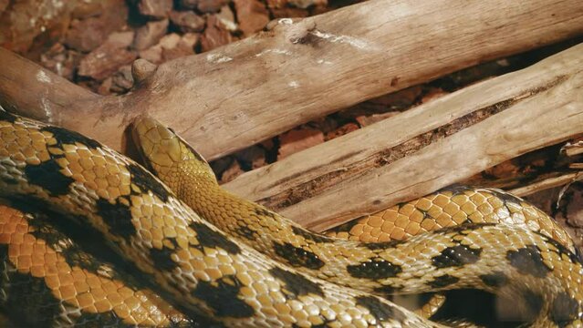 Close up of a python skin texture crawling, you can see each scale close up. The pattern on the skin shimmers beautifully rainbow when it crawls.