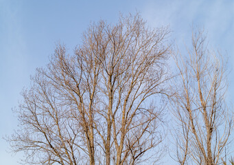 Copa de árbol bajo los rayos del sol con cielo azul de fondo.
