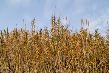 Grupo de cañas o juncos con cielo azul de fondo.