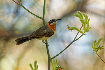 Western Spinebill - Acanthorhynchus superciliosus honeyeater found in south-western Australia, black head, gray back and wings, curved long bill, bird feeds on nectar from lower shrubs Banksia