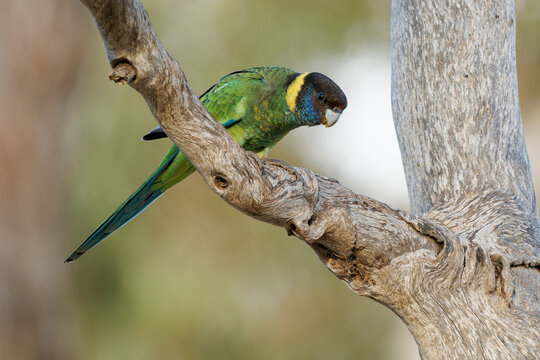 Australian Ringneck - Barnardius zonarius is parrot native to Australia, early two species Port Lincoln parrot (Barnardius zonarius) and Mallee ingneck (Barnardius barnardi). Green bird with yellow
