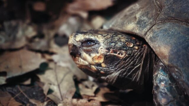 Close-up portrait of a big old turtle. The turtle is moving. Ancient animal in park, nature or zoo. High quality 4k video recording.