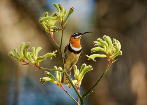 Western Spinebill - Acanthorhynchus superciliosus honeyeater found in south-western Australia, black head, gray back and wings, curved long bill, bird feeds on nectar from lower shrubs Banksia