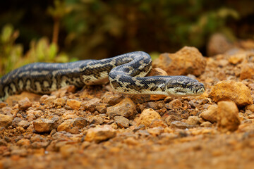 Carpet Python - Morelia spilota large snake of Pythonidae found in Australia, New Guinea, Bismarck Archipelago and the northern Solomon Islands. Snake on the road