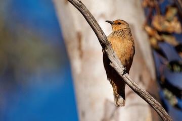 Rufous Treecreeper  - Climacteris rufus bird in Climacteridae, endemic to Australia, natural...