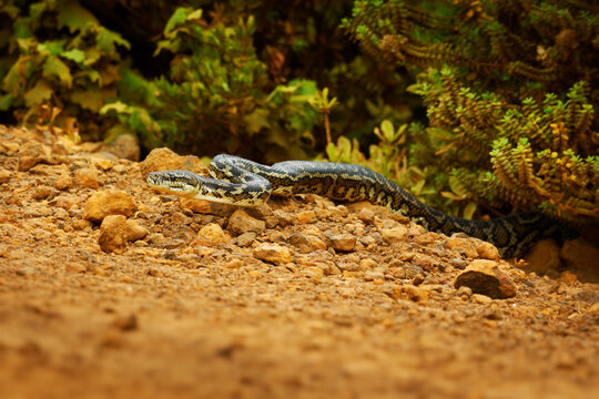 Carpet Python - Morelia spilota large snake of Pythonidae found in Australia, New Guinea, Bismarck Archipelago and the northern Solomon Islands. Snake on the road