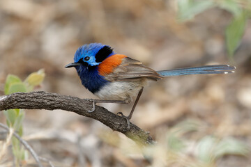 Blue-breasted Fairywren or Wren - Malurus pulcherrimus, non-migratory and endemic passerine bird in Maluridae, bright blue and brown orange bird with long tail from Western Australia