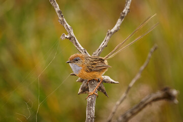 Southern Emu-wren - Stipiturus malachurus brown bird with long tail and blue throat in Maluridae, endemic to Australia, natural habitats are temperate forests, Mediterranean-type shrubby vegetation