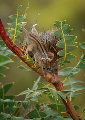 Honey Possum or noolbenger Tarsipes rostratus tiny marsupial feeds on the nectar and pollen of...