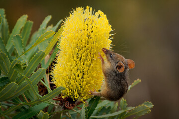 Honey Possum or noolbenger Tarsipes rostratus tiny marsupial feeds on the nectar and pollen of yellow bloom, important pollinator for Banksia attenuata and coccinea and Adenanthos cuneatus