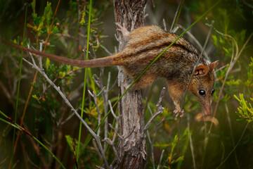 Honey Possum or noolbenger Tarsipes rostratus tiny marsupial feeds on the nectar and pollen of yellow bloom, important pollinator for Banksia attenuata and coccinea and Adenanthos cuneatus