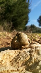 snail on stone