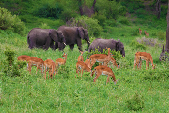 a herd of elephants and antelopes nearby in the wild against the backdrop of a tropical forest.