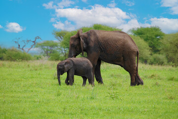 Fototapeta na wymiar Herd of Elephants in Africa walking in Tarangire National Park in their natural environment, Tanzania