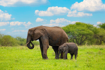 Obraz premium Herd of Elephants in Africa walking in Tarangire National Park in their natural environment, Tanzania