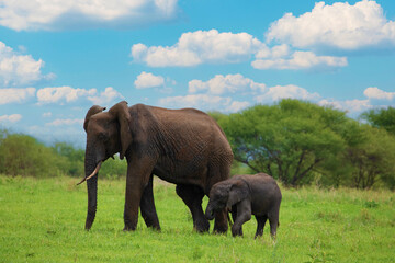 Obraz na płótnie Canvas Herd of Elephants in Africa walking in Tarangire National Park in their natural environment, Tanzania