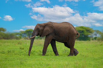 Fototapeta na wymiar Herd of Elephants in Africa walking in Tarangire National Park in their natural environment, Tanzania