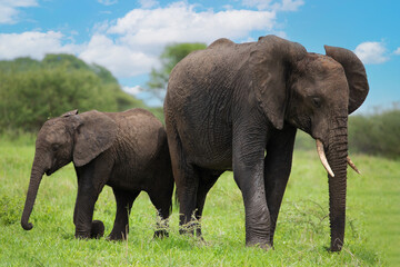 Fototapeta na wymiar Herd of Elephants in Africa walking in Tarangire National Park in their natural environment, Tanzania