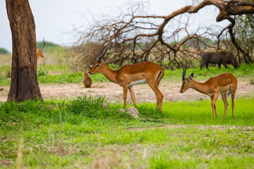 Naklejka na ściany i meble An Impala looks out of the African Bush at the National Park Ngorongoro.