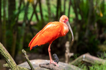 Closeup of scarlet ibis with on tree trunk over forest background.