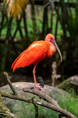 Closeup of scarlet ibis with on tree trunk over forest background.