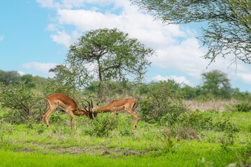 Fototapeta premium An Impala looks out of the African Bush at the National Park Ngorongoro.