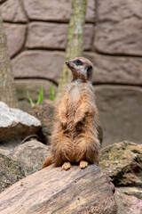 Portrait of Suricata suricatta, African native animal, small carnivore belonging to the mongoose family
