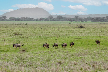 Naklejka na ściany i meble Blue wildebeest or white-bearded gnu (Connochaetes taurinus) in the Tarangire National Park, Tanzania