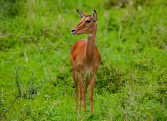 An Impala looks out of the African Bush at the National Park Ngorongoro.