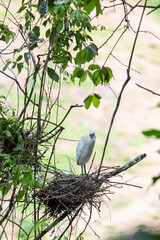 Cattle Egret, protects its nest in the Atlantic Forest, Brazil