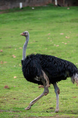An ostrich (Struthio camelus - family Struthionidae, of flightless birds) walks in the pasture looking for food.